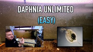 How I Raise Daphnia Water Fleas And You Can Too [upl. by Tnayrb]