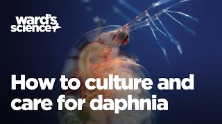 Caring and Culturing for Daphnia [upl. by Childs]