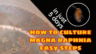 How to Culture Magna Daphnia Easily [upl. by Yetak479]