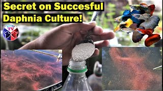 How to Culture Daphnia Successfully [upl. by Okim]