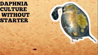 HOW TO CULTURE DAPHNIA NATURALLY WITHOUT A STARTER [upl. by Kenny]