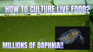 How to Culture Daphnia Secret Method to Breed MILLIONS  Simply Aquatic [upl. by Victoria312]