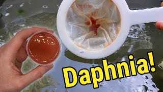 How I Culture Daphnia In Outdoor Tubs [upl. by Kate]