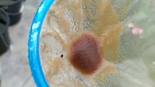 How to culture daphnia moina in a small container Part 1 English Subtitle [upl. by Levram]