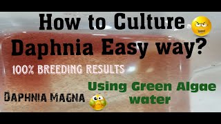 Daphnia MagnaHow to Culture Daphnia Easy wayCulturing Daphnia using Green water Daphnia [upl. by Artapoelc913]