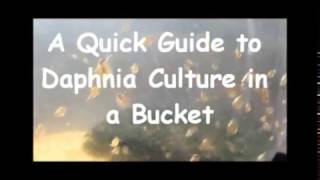 How to culture daphnia outside [upl. by Lucine]