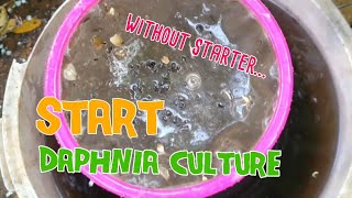 How to culture daphnia moina the easy way 1  Starting the Daphnia culture [upl. by Hayimas750]