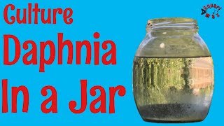 How to Culture Daphnia in a Jar [upl. by Lucrece]