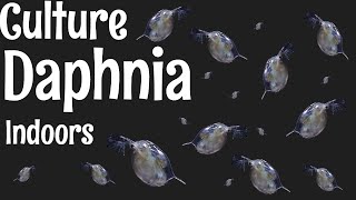 How to Culture Daphnia [upl. by Eelrebma]