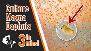 How to culture DAPHNIA MAGNA  The easy way [upl. by Worthy]