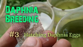 Daphnia Culture made simple and easy 3  Hatching Daphnia eggs [upl. by Enimrej903]