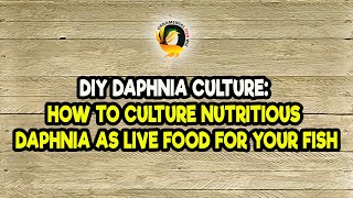 DIY Daphnia Culture How to Culture Nutritious Daphnia as Live Food for Your Fish [upl. by Haet]