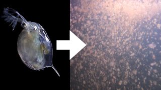 How I Culture Daphnia [upl. by Bela]