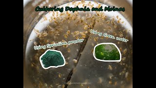 How To Culture Daphnia and Moinas using Green Water Spirulina powder [upl. by Septima]