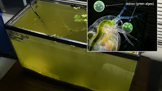 Raising Daphnia for the Freshwater Aquarium [upl. by Geraldina]