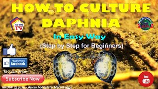 HOW TO CULTURE DAPHNIA In Easy Way [upl. by Halsey217]